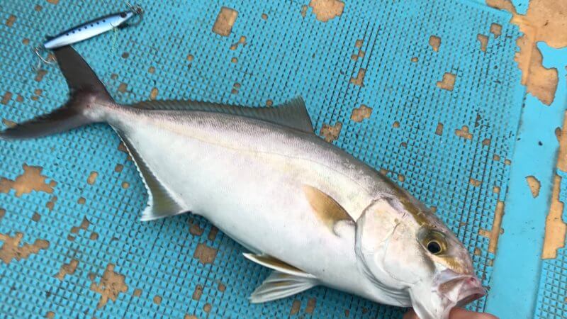 久しぶりの釣り