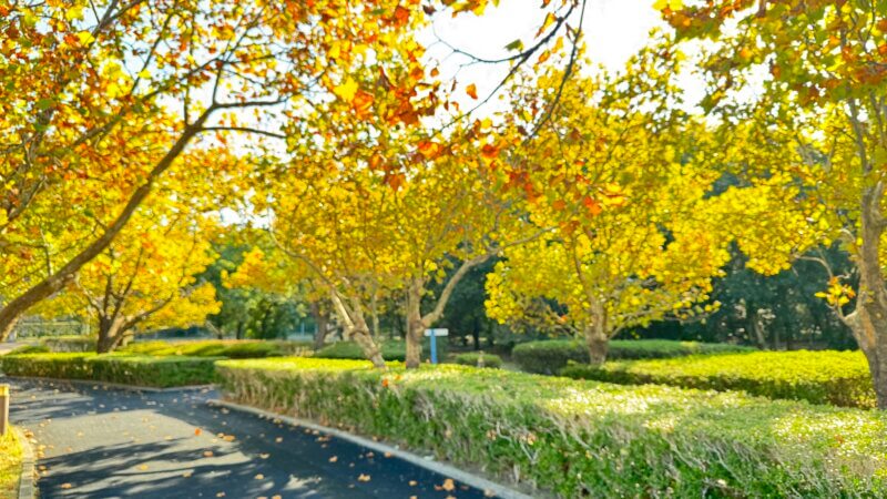 ちょろっと紅葉🍁