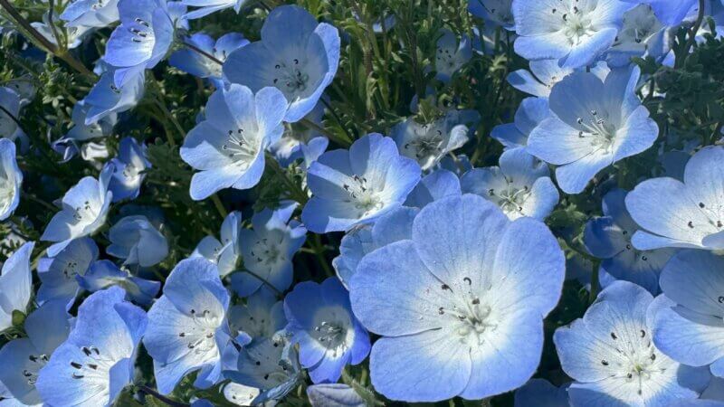 花花花花花