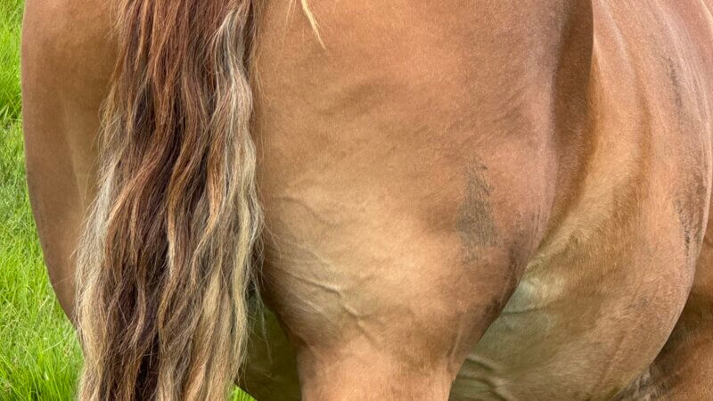 天然筋肉🐴