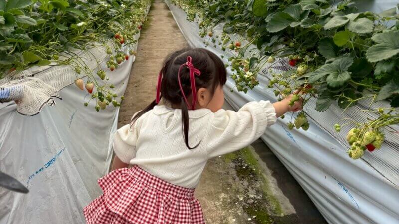 いちご狩り🍓